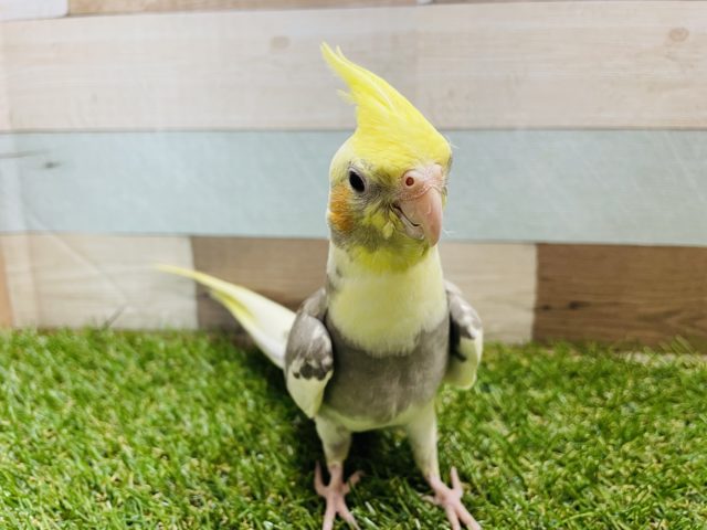 オカメインコ