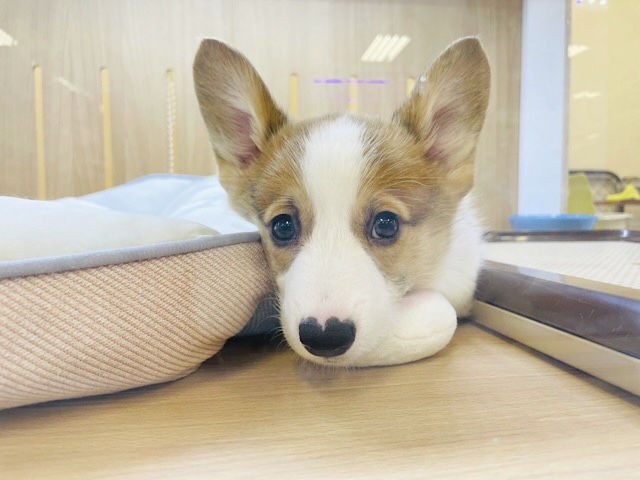 ウェルシュコーギー・ペンブローグ