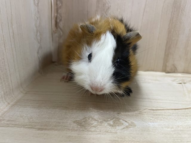 アビシニアンモルモット