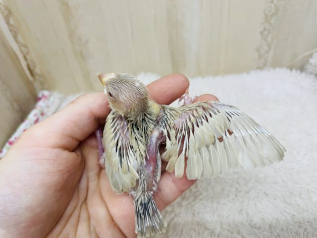 シナモン文鳥