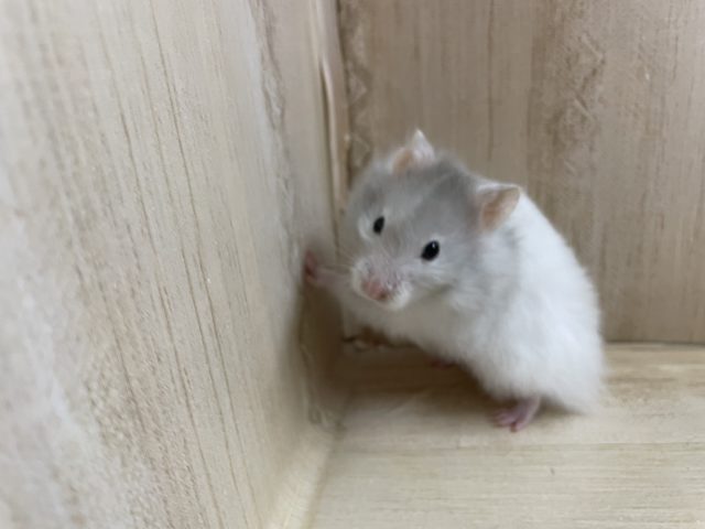 ゴールデンハムスター