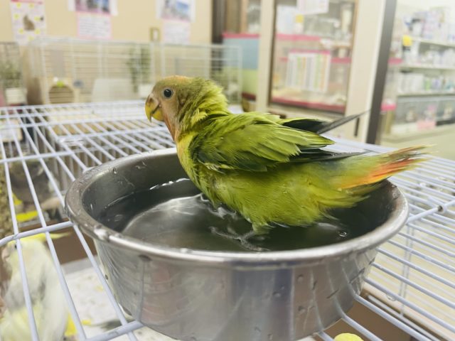 コザクラインコ（小桜インコ）