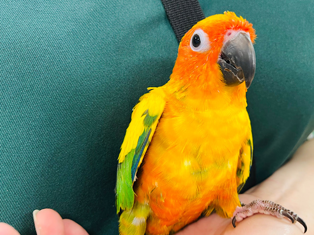 コガネメキシコインコ