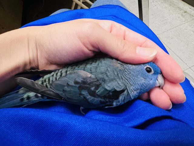 サザナミインコ