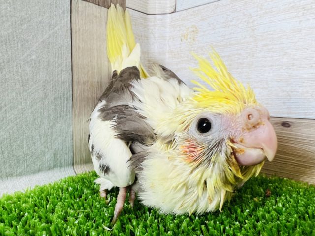世界に1羽のカラー?パイドオカメインコ☆ オカメインコ