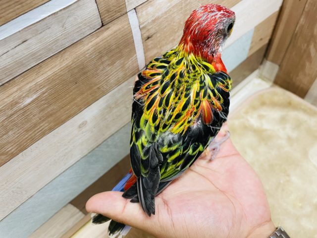 ナナクサインコ（七草インコ）