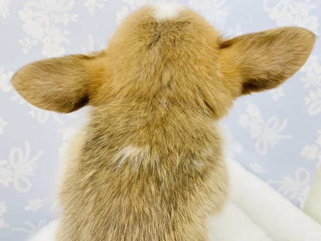 ウェルシュコーギー・ペンブローグ