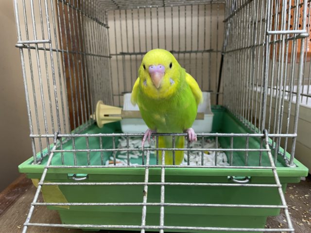 セキセイインコ