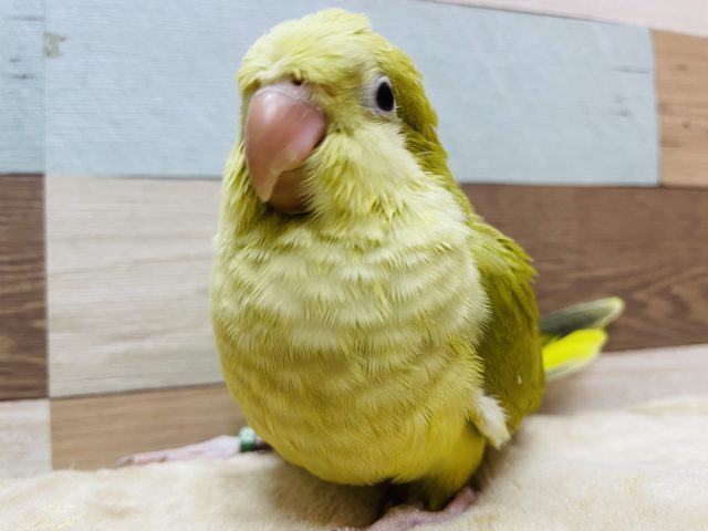 オキナインコ