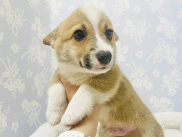 ウェルシュコーギー・ペンブローグ