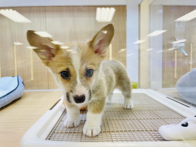 ウェルシュコーギー・ペンブローグ