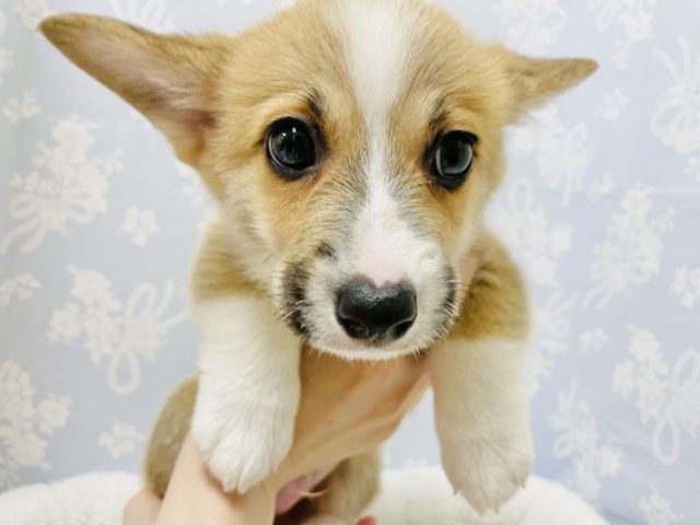 ウェルシュコーギー・ペンブローグ