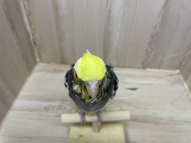 オカメインコ