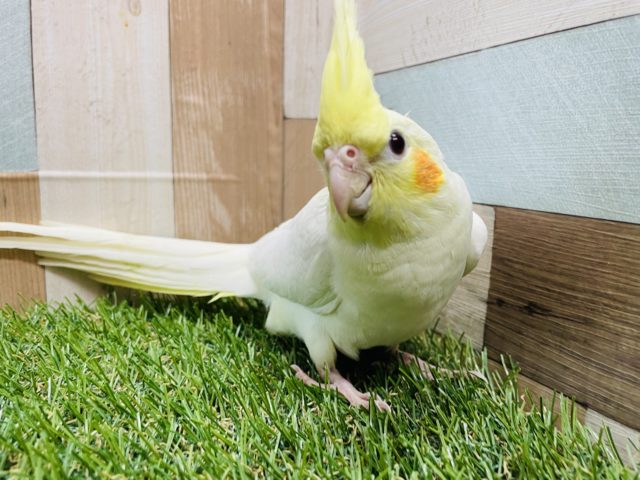 オカメインコ