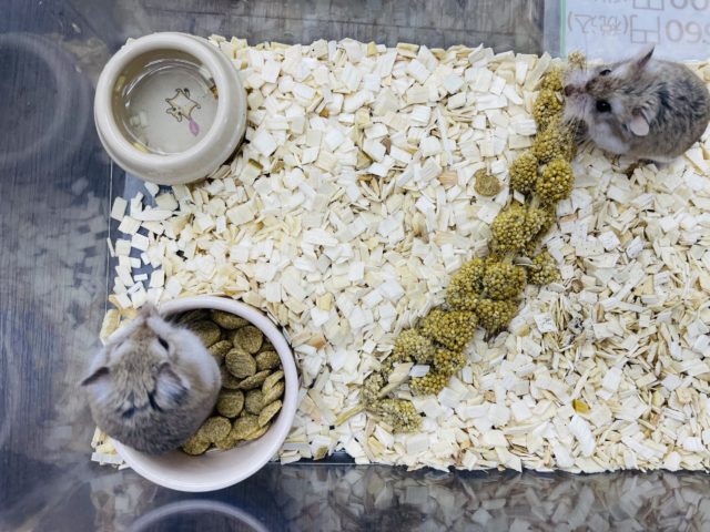 ロボロフスキーハムスター