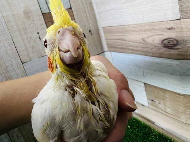 オカメインコ