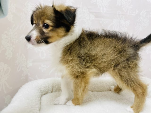 シェットランドシープドッグ（シェルティ）