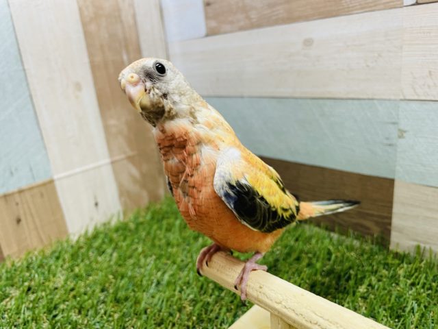 アキクサインコ（秋草インコ）