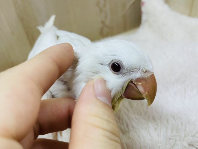 オキナインコ