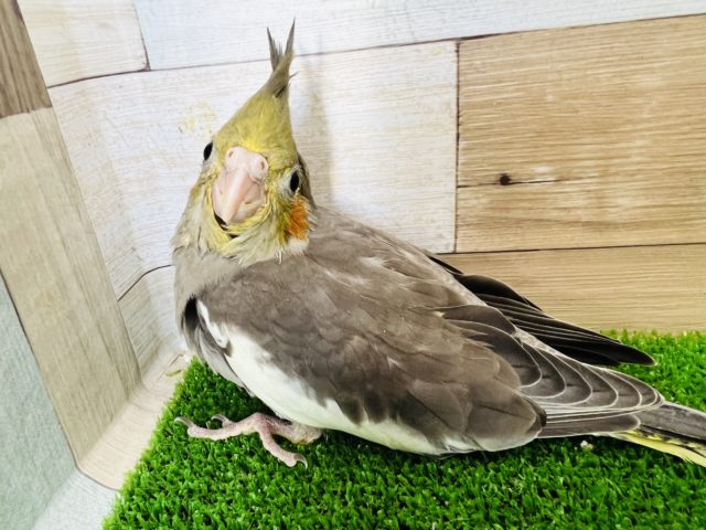 オカメインコ