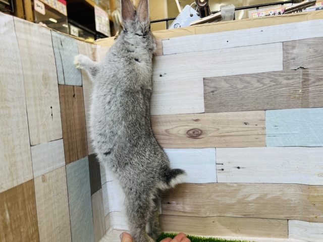 ネザーランドドワーフ