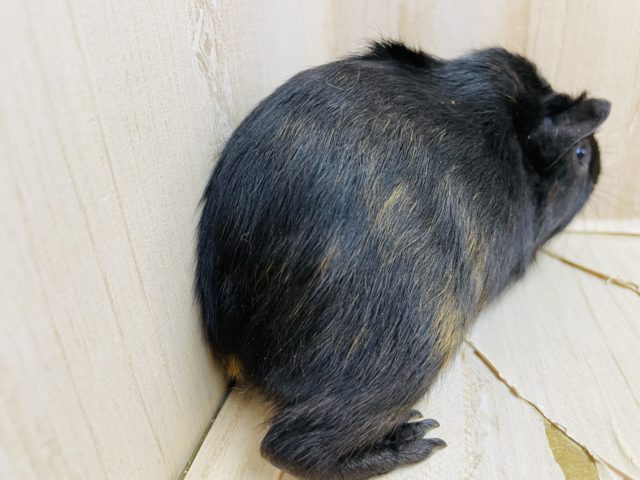 イングリッシュモルモット