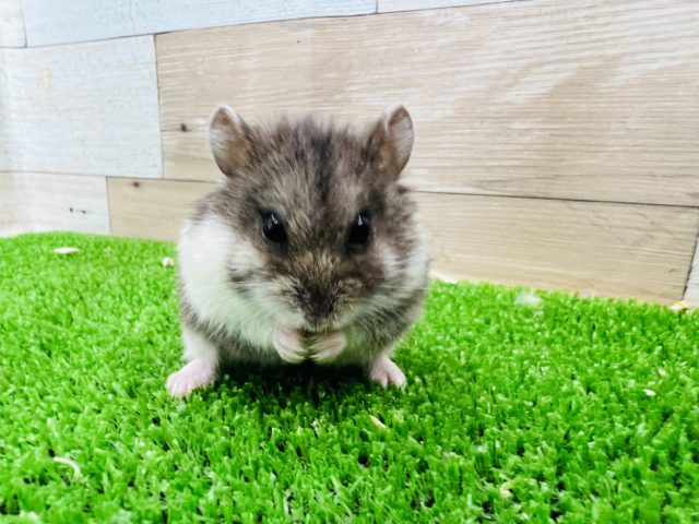 ジャンガリアン