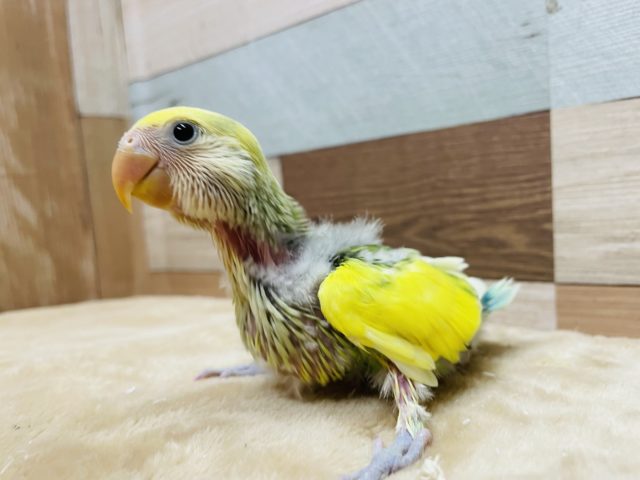 コザクラインコ（小桜インコ）