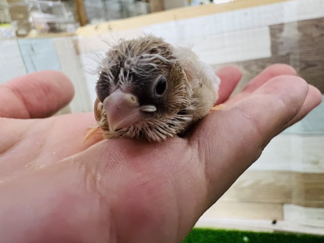 錦花鳥（キンカチョウ）