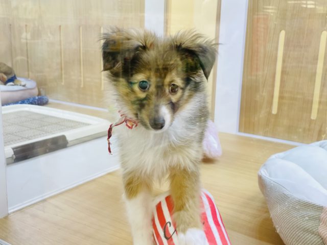 シェットランドシープドッグ（シェルティ）