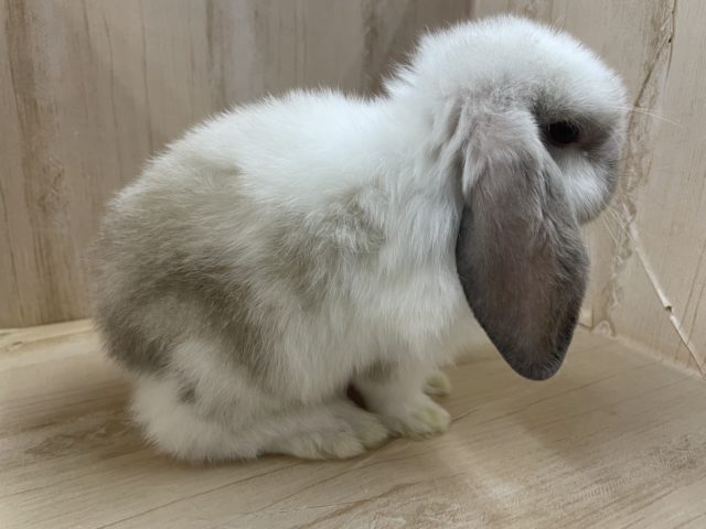 ホーランドロップ