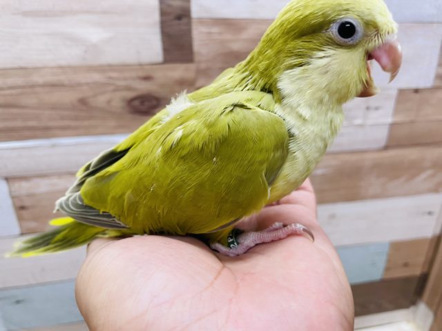 オキナインコ