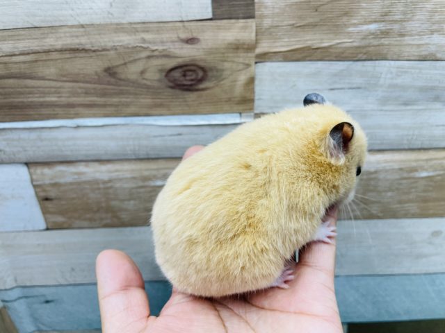 ゴールデンハムスター