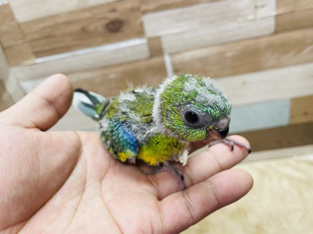 ビセイインコ（美声インコ）