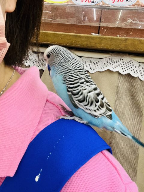 ジャンボセキセイインコ