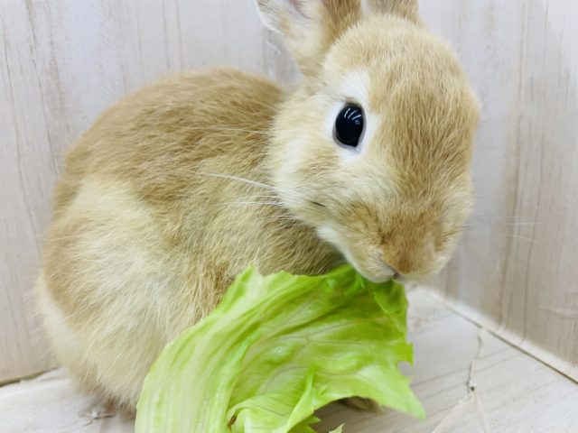 ネザーランドドワーフ