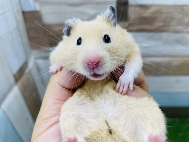 ゴールデンハムスター