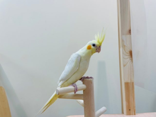 オカメインコ