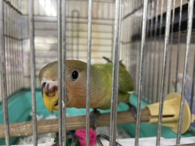 コザクラインコ（小桜インコ）