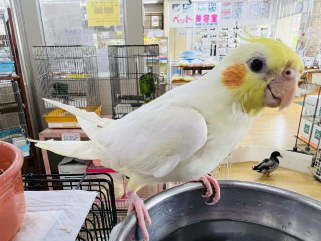 オカメインコ
