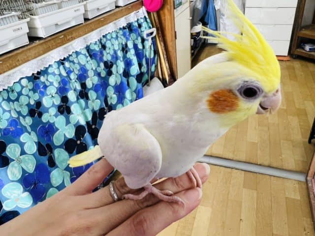 オカメインコ