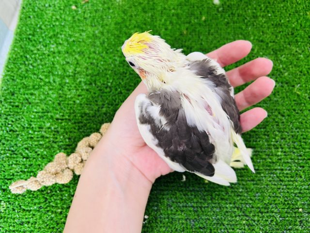 世界に1羽のカラー?パイドオカメインコ☆ オカメインコ