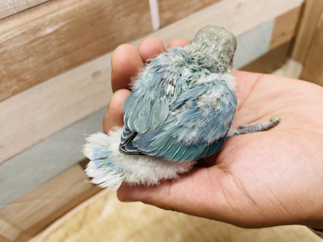 コザクラインコ（小桜インコ）