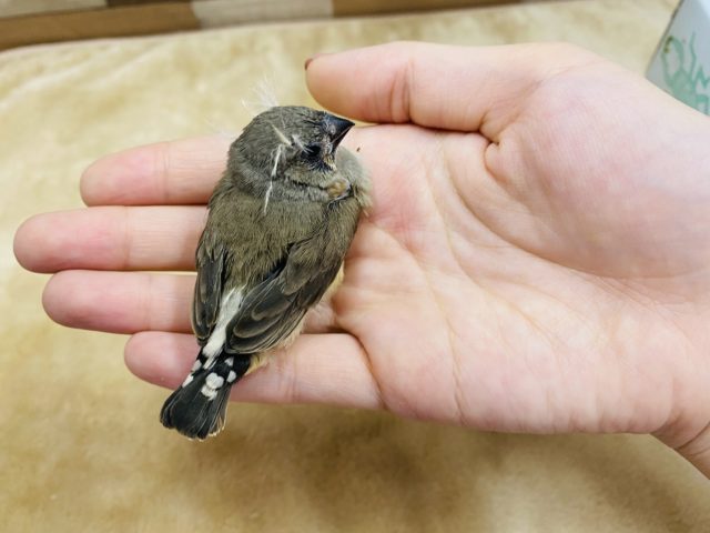 錦花鳥（キンカチョウ）