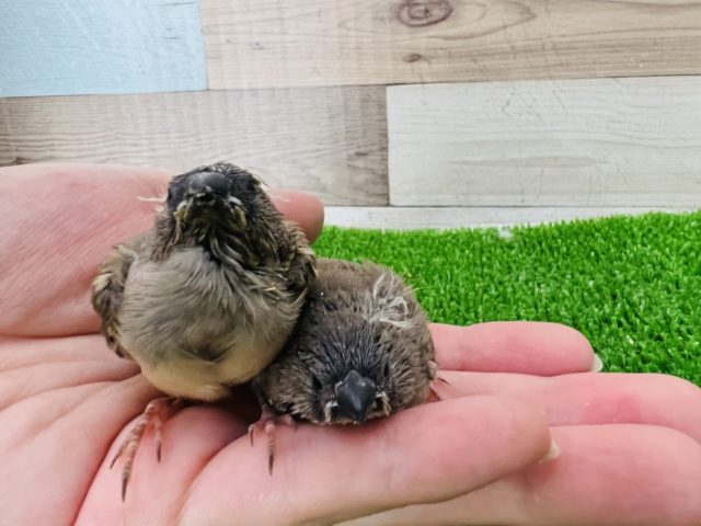 錦花鳥（キンカチョウ）