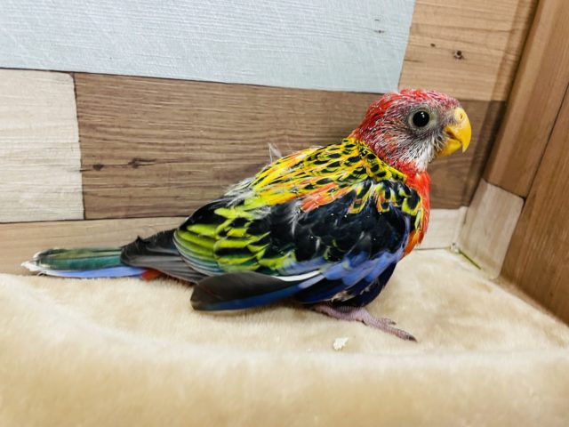 ナナクサインコ（七草インコ）