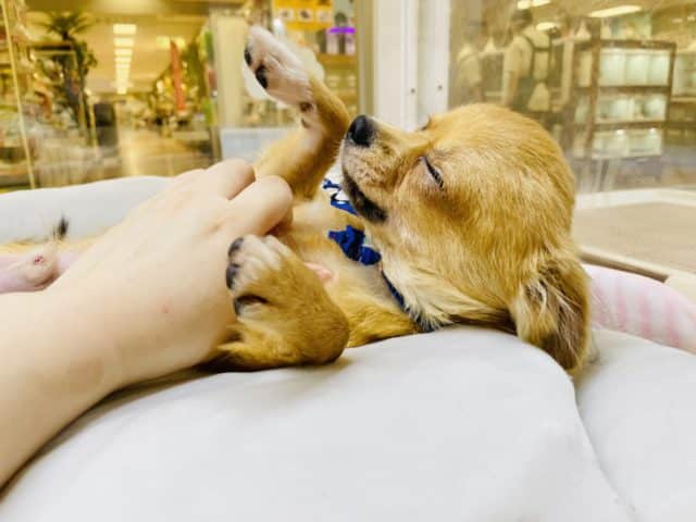 嬉しくてお腹出しちゃう☆ロングコートチワワの男のコ 2022.5/15撮影 チワワ