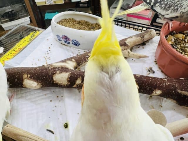 オカメインコ