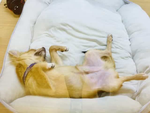 嬉しくてお腹出しちゃう☆ロングコートチワワの男のコ 2022.5/15撮影 チワワ