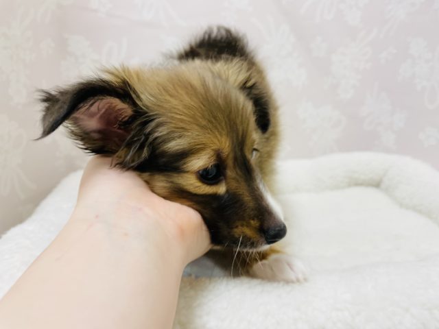 シェットランドシープドッグ（シェルティ）